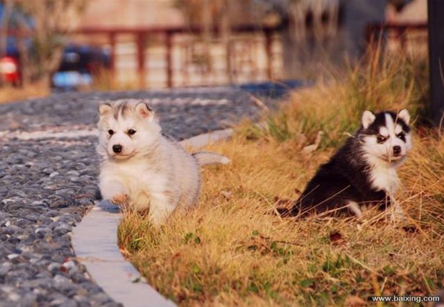 出售哈士奇幼犬 品相纯正 三把火 双蓝眼 白套袖