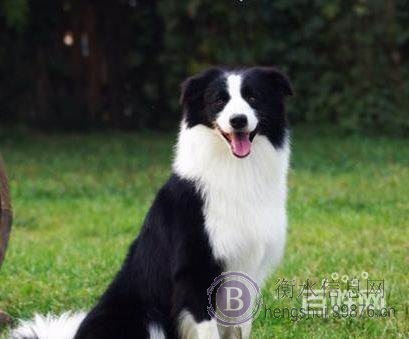 衡水爱心动物医院边境牧羊犬配种